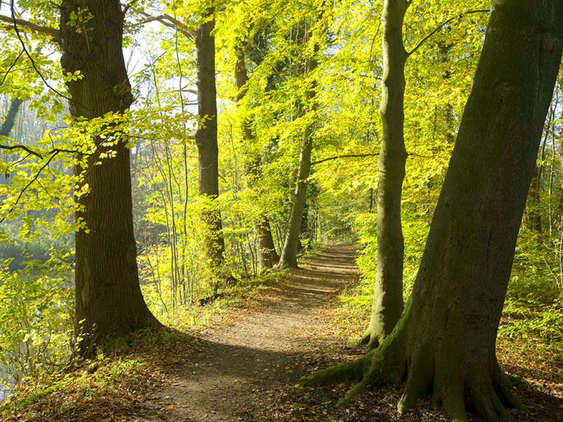 Bospad in het Heuvelruggebied met groene bomen en een wandelroute